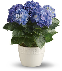 Happy Hydrangea - Blue from Boulevard Florist Wholesale Market